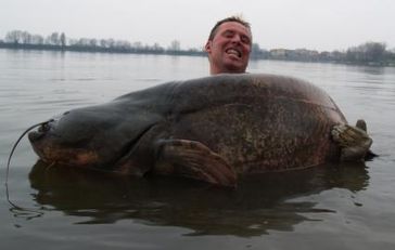 Jürgen Münkle mit seinem Rekord-Wels: Der Angler zog einen 117 Kilogramm schweren und 2,51 Meter langen Wels aus einem Nebengewässer des Po. Bild: ots / Blinker