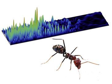 Ameisen und Wellen - gibt es da Ähnlichkeiten? Quelle: TU Wien / Fir0002/Flagstaffotos, GNU Free Documentation Licence 1.2 (idw)