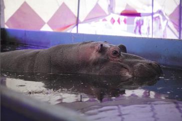 Das Flusspferd des Zirkus Voyage lief gestern durch Schwerin. Bild: VIER PFOTEN