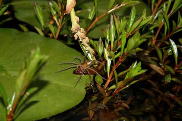 Dolomedes facetus captured  pond fish (genus Xiphophorus) in garden pond near Brisbane, Queensland,
Quelle: by Peter Liley, Moffat Beach, Queensland (Martin Nyffeler & Bradley Pusey (2014) Fish Predation by Semi-Aquatic Spiders: A Global Pattern. PLOS ONE (idw)