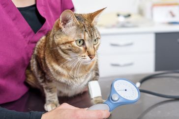 Die regelmäßige Blutdruckmessung bei älteren Katzen kann helfen, erste Anzeichen einer Nierenerkrankung früh zu erkennen.