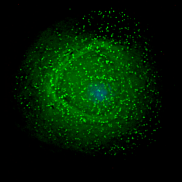 Annahme Modell: HI-Viren sammeln sich vor dem Verlassen der Immunzelle an der Membran.