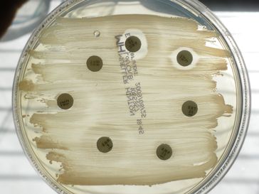 Antibiotikaresistenz: Antibiogramm eines Gaumenmandel-Abstrichs eines Hundes, Müller-Hinton-Agar. Nur Amoxicillin-Clavulansäure (AMC) und Chloramphenicol (C) zeigen eine Hemmwirkung.