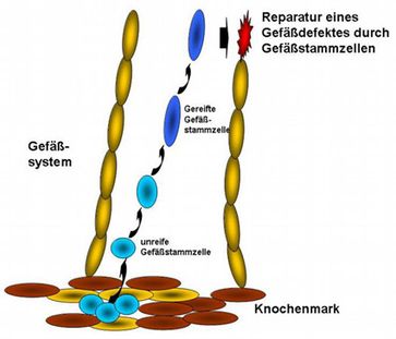 Im Knochenmark entstehen Gefäßstammzellen, die nach ihrer Heranreifung Schäden reparieren. Grafik: Thomas Thum