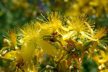 Johanniskraut: eine der vielen Blütenpflanzen, die asexuelle Fortpflanzung in natürlichen Populationen zeigen. Quelle: Foto: Timothy Sharbel (idw)