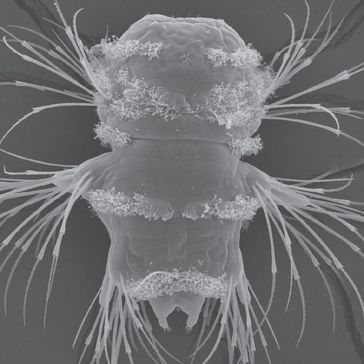 Borstenwurm Platynereis dumerilii
Quelle: Nadine Randel / Max-Planck-Institut für Entwicklungsbiologie (idw)