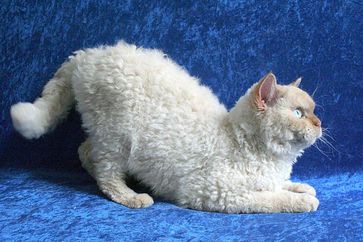 Katze der Rasse Selkirk Rex
Quelle: Foto: Vetmeduni Vienna/Filler (idw)