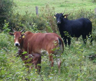 Zebuine Hausrinder, hier Zwergzebus, sind domestizierte indische Auerochsen (Symbolbild)