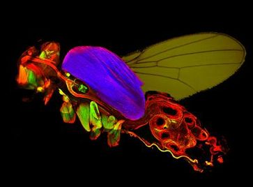 Ein genetisches Programm ist für die Entwicklung verschiedener Muskelzellen der Fruchtfliege verantwortlich. Bild: Frank Schnorrer / Copyright: MPI für Biochemie