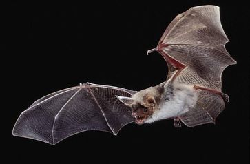 Große Mausohrfledermaus (Myotis myotis) Bild: Dietmar Nill