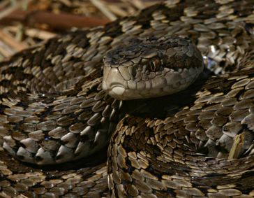 Wiesenotter (Vipera ursinii)