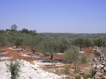 Ein Olivenhain in der Nähe von Idlib