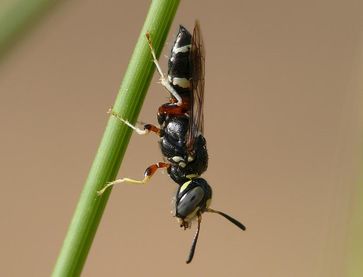 Ein männlicher Bienenwolf (Philanthus pulcherrimus) in seinem Territorium. Drei Gattungen dieser Gra
Quelle: Martin Kaltenpoth / Max-Planck-Institut für chemische Ökologie (idw)