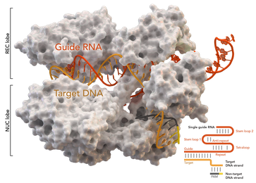 CRISPR/Cas-Komplex mit DNA