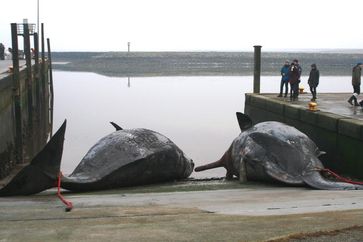 Einer der beiden Pottwal-Kadaver im Hafen auf Nordstrand ist für Gießen bestimmt.
Quelle: Foto: Manfred-Guido Schmitz (idw)