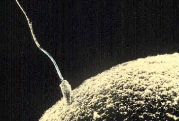 Ein Spermium und eine Eizelle zu Beginn der Besamung und kurz vor der Befruchtung