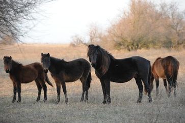 Wilde Pferde im Donaudelta. Bild; VIER PFOTEN, Christian Nistor