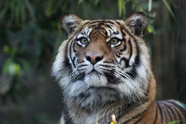 Palm-Öl gefährdet den Lebensraum der Sumatra-Tiger