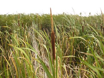 Typha capensis.
