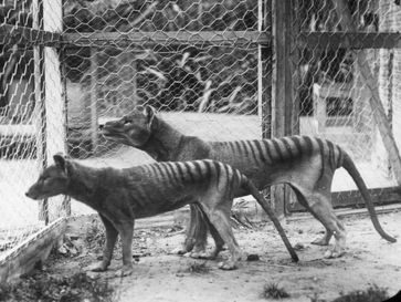 Tasmanischer Tiger
Quelle: Foto: Tasmanian Museum and Art Gallery, Hobart, Tasmania. (idw)