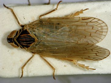 Schilf-Glasflügelzikade (Pentastiridius leporinus)