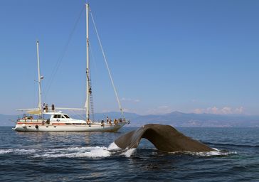Bild: OceanCare