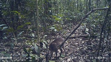 Standbild eines Maxwell-Duckers aus einem Video, das 2014 von einer Kamerafalle im Taï Nationalpark an der Elfenbeinküste aufgenommen wurde. Quelle: (Bild: MPI-EVA) (idw)