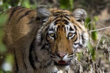 Verwaiste Jungtiere sind die Hoffnung für Indiens Tigerbestand. Sie werden ausgewildert und könnten ehemalige Tigerreviere neu besiedeln. Bild: "obs/ZDF"