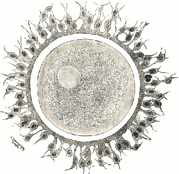 Ältere Zeichnung einer menschlichen Eizelle Bild: de.wikipedia.org
