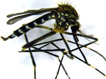Aedes japonicus japonicus
Quelle: Foto: Dorothee Zielke (idw)