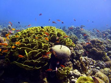 Unterwasserlandschaft am Forschungsstandort im nördlichen Roten Meer in der Nähe von Aqaba, Jordanien. Quelle: "Foto: Ulisse Cardini" (idw)