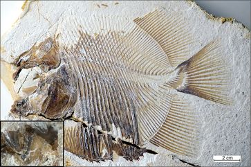 Foto des Fossils im Jura-Museum Eichstätt inkl. Details der furchterregenden Zähne.
Quelle: M. Ebert & Th. Nohl (idw)