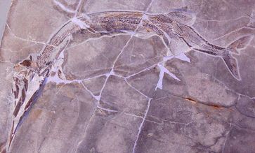 Saurichthys rieppeli, eine neue Fischart aus der Mittleren Trias des Monte San Giorgio, dem UNESCO-Welterbe im Tessin (Länge 60 cm). Quelle: Foto: Universität Zürich (idw)