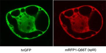 Zusammenarbeit in grün und rot: Kölner Wissenschaftler haben mit den beiden Bildern nachgewiesen, dass ihr neu entwickeltes Fluoreszenzprotein (RFP) Protein-Wechselwirkungen in Zellen nachweisen kann. Dafür haben sie das RFP zerteilt und die beiden Hälften an zwei grün fluoreszierende Proteine geheftet, von denen bekannt war, dass sie miteinander wechselwirken. Dadurch vereinigten sich auch die Hälften des RFP, und das Protein leuchtet rot. Bild: Max-Planck-Institut für Züchtungsforschung/Guido Jach