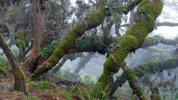 Der Wald im Bale-Mountains-Nationalpark in Äthiopien ist ein enorm wichtiger Wasserspeicher. Bild: "obs/ZDF/Axel Gomille"