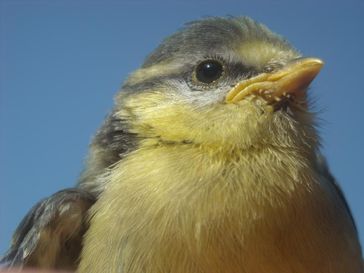 Blaumeisen (Cyanistes caeruleus) sind Stadtbewohner Wiens.
Quelle: Foto: Katharina Mahr (idw)