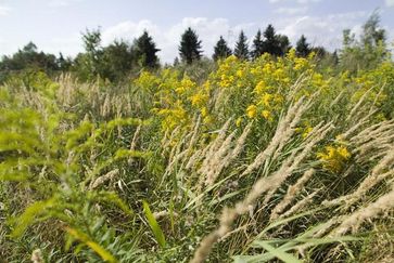 Die Kanadische Goldrute (Solidago canadensis), eine Nordamerikanische Auenpflanze, wurde in Europa als Ziepflanze eingeführt. Sie verbreitet sich erfolgreich auf Brachflächen. Bild: André Künzelmann/UFZ