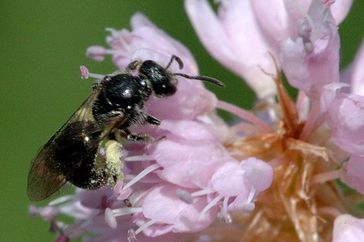 Die Wildbiene Lasioglossum pauperatum.
Quelle: Foto: James K. Lindsey, Creative Commons Lizenz (idw)