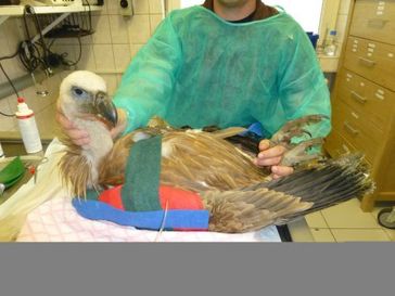 Gänsegeier auf der Intensivstation Foto: Klinik für Vögel & Reptilien - JLU Giessen