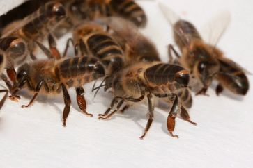 Sterzelnde Dunkle Bienen (Apis mellifera mellifera) vor dem Flugloch. Deutlich zu erkennen sind der breite, schwarze Hinterleib mit den schmalen Filzbinden und dem stumpfen Ende.