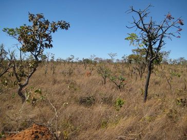 Brasilianische Cerrado mit vereinzelt stehenden Bäumen.
Quelle: Copyright: Simon Scheiter (idw)