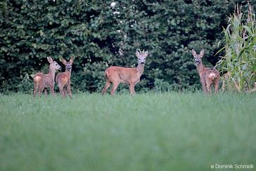 Es werden so viele Rehe geschossen, wie nie zuvor. Das Problem des Wirtschaftswaldes sind nicht die Rehe, es ist der Forst: Die Forstwirtschaft wird immer intensiver betrieben und ist einseitig auf ökonomische Ziele ausgerichtet.  Bild:     Wildtierschutz Deutschland e.V.