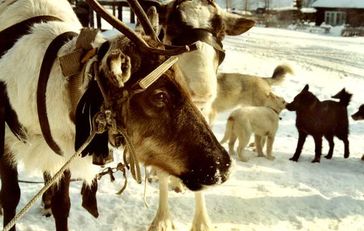 Ein Ewenken-Rentier. Der Fettgehalt von Rentiermilch ist sechsmal höher als der von Kuhmilch. Bild: Raipon/Survival