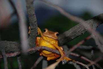 Vor rund 35 Millionen Jahren wanderte der Baumfrosch (Rhacophorus rhodopus) von Asien nach Indien ein.
Quelle: Foto: J.-T. Li (idw)