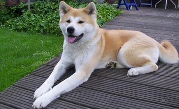 Der Akita zählt zu den ältesten Hunderassen
