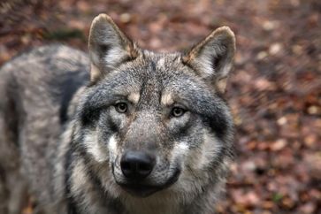 Weckt bei vielen unbegründete Ängste: Der Wolf
Quelle: © Stefan Seidel (idw)