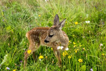 Die Frühjahrs-Diät lockt Rehe an die Landstraße - Deutsche Wildtier Stiftung: Junge Böcke und schwangere Ricken sind wild auf Salz und gefährden