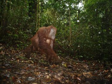 An adult female orangutan carrying a young infant which was photographed by camera trap as she moved
Quelle: © Andrew Hearn and Joanna Ross (idw)