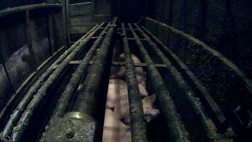 Verdeckte Aufnahme aus dem Schlachthof des Unternehmens Brand: Schweine in der CO 2-Tötungsanlage. Die Szene ist Teil einer Recherche, die 2024 veröffentlicht wurde und aktuell Gegenstand eines Prozesses vor dem Landgericht Oldenburg ist. Bild: Animal Rights Watch e.V. Fotograf: Animal Rights Watch e.V.
