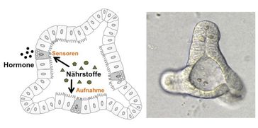 Die Darstellung zeigt rechs das im Reagenzglas gezüchtete Organoid und links die Grafik erklärt seine Funktionen. Quelle: (Foto: TUM/ Zietek) (idw)